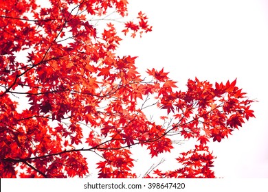 Japanese Red Maple Leaf Isolated On White Background