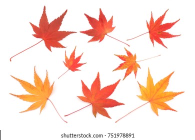 Japanese Red Yellow Maple Leaf Isolated