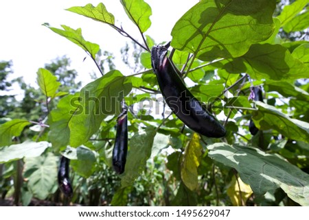 Similar – eggplants Food Vegetable