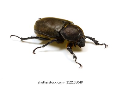 Japanese Rhinoceros Beetle