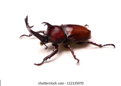 Japanese Rhinoceros Beetle