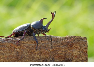 Japanese Rhinoceros Beetle