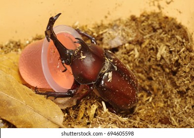 Japanese Rhinoceros Beetle