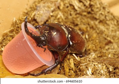 Japanese Rhinoceros Beetle