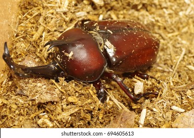 Japanese Rhinoceros Beetle