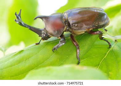 Japanese Rhinoceros Beetle