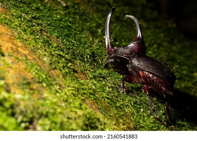 Japanese rhinoceros beetle. Allomyrina dichotoma, also known as the Japanese rhinoceros beetle, Japanese horned beetle or kabutomush is a species of rhinoceros beetle.