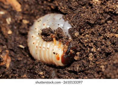 Japanese rhinoceros beetle (Kabutomushi) larva (Natural+flash light, macro close-up photography)