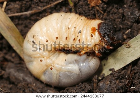 Similar – Image, Stock Photo Close up of Dynastinae beetle, brown insect. Ecuador