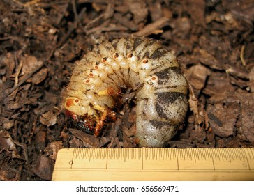 Japanese Rhinoceros Beetle Larva