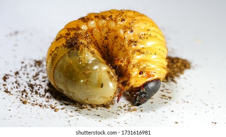 Japanese Rhinoceros Beetle Larva ,close Up