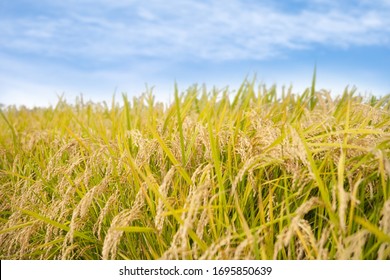 Japanese Rice Field, Brightly Growing Rice Ears