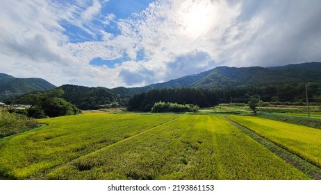 Japanese Rice Field View And Nature.