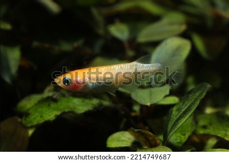 Japanese rice fish (Oryzias latipes) in fancy colors