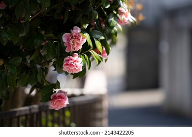 Japanese Roadside Flowers In Spring.