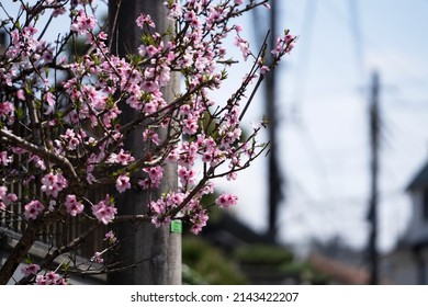 Japanese Roadside Flowers In Spring.