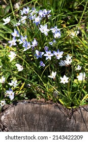 Japanese Roadside Flowers In Spring.