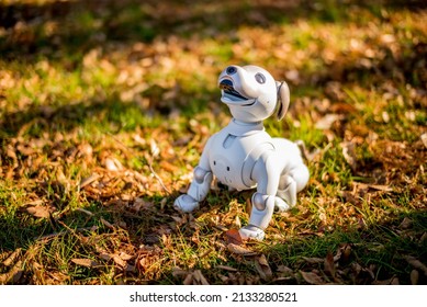 A Japanese Robot Dog Taking A Walk.