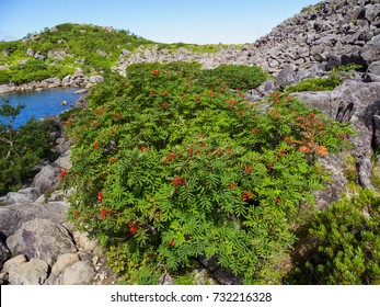 Japanese Rowan(Sorbus Commixta)