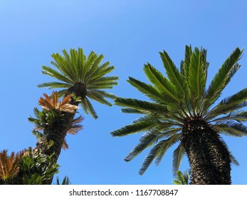 Japanese Sago Palm And Blue Sky　