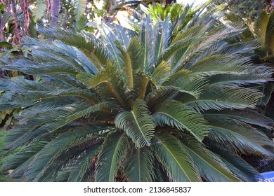 Japanese Sago Palm (Cycas Revoluta)