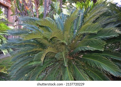 Japanese Sago Palm (Cycas Revoluta)