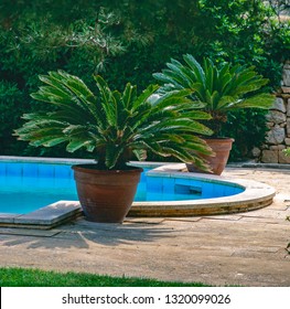 Japanese Sago Palm In Pot