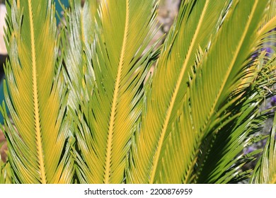 Japanese Sago Palm In Sunny July