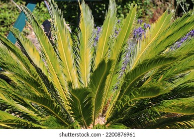 Japanese Sago Palm In Sunny July