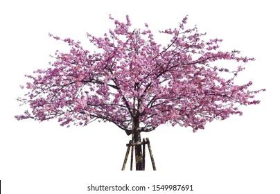 Japanese Sakura, Full Blooming Pink Cherry Blossoms Tree Isolated On White Background.