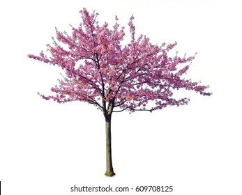 Japanese Sakura,  Full Blooming Pink Cherry Blossoms Tree Isolated On White Background.
