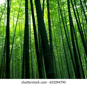 Japanese scenery in kyoto city.bamboo grove,Japan