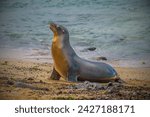 Japanese Sea Lion (Zalophus japonicus): The Japanese sea lion, a species of sea lion native to the Sea of Japan, was declared extinct in the 1970s due to overhunting and habitat degradation.