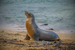 Japanese Sea Lion (Zalophus Japonicus): The Japanese Sea Lion, A Species Of Sea Lion Native To The Sea Of Japan, Was Declared Extinct In The 1970s Due To Overhunting And Habitat Degradation.