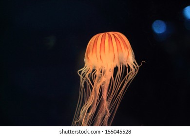 Japanese sea nettle (Chrysaora pacifica) in Japan 