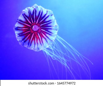 Japanese Sea Nettle (Chrysaora Pacifica) Is A Jellyfish In The Family Pelagiidae