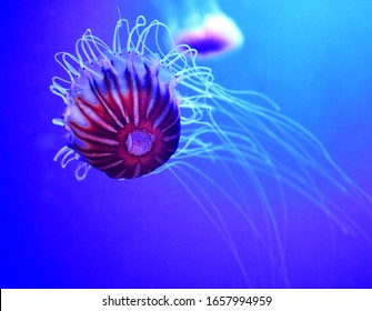 Japanese sea nettle Chrysaora pacifica is a jellyfish in the family Pelagiidae