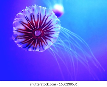 Japanese Sea Nettle Chrysaora Pacifica Is A Jellyfish In The Family Pelagiidae