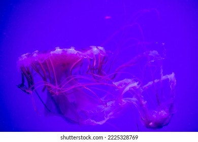 The Japanese sea nettle (Chrysaora pacifica) jellyfish swimming in the aquarium 
