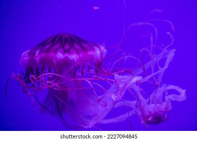 The Japanese sea nettle (Chrysaora pacifica) jellyfish swimming in the aquarium The Japanese sea nettle (Chrysaora pacifica) jellyfish swimming in the aquarium