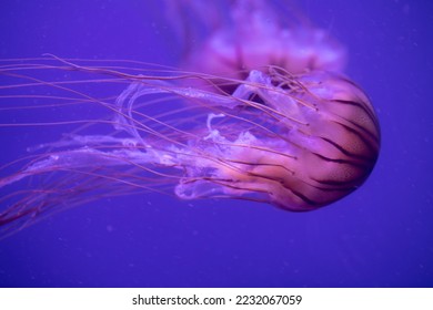 The Japanese sea nettle (Chrysaora pacifica) jellyfish swimming in the aquarium The Japanese sea nettle (Chrysaora pacifica) jellyfish swimming in the aquarium