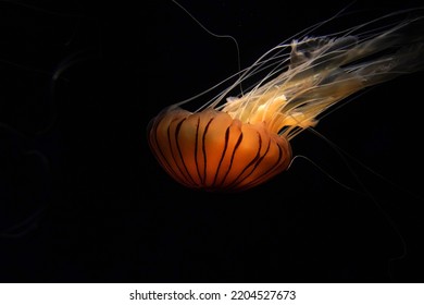 japanese sea nettle jelly fish underwater isolated on black
