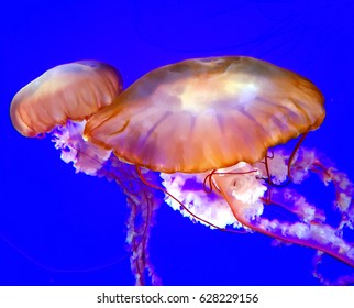 Japanese Sea Nettle jellyfish on a dark blue background