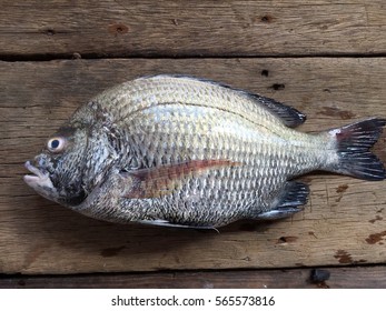 152 Japanese red seabream Images, Stock Photos & Vectors | Shutterstock