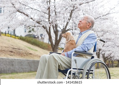 Japanese senior man sitting on a wheelchair background of cherry