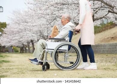 Japanese senior man sitting on a wheelchair background of cherry