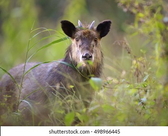 Japanese Serow