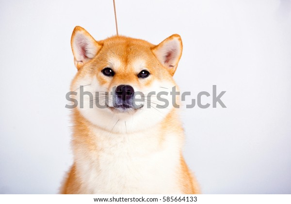 Japanese Shiba Inu Dog Front White Stock Photo Edit Now