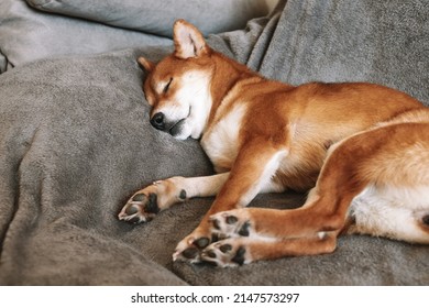 Japanese shiba inu dog lies on the couch and sleeps. Shiba inu dog portrait. Cute dog. 