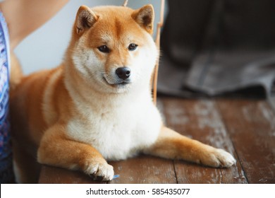 柴犬 の画像 写真素材 ベクター画像 Shutterstock